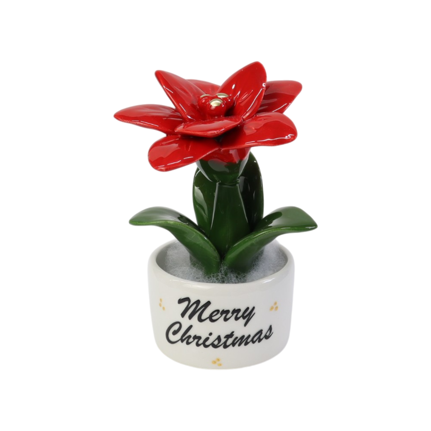 Piantina Stella di Natale
