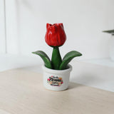 Piantina Tulipano per la Nonna