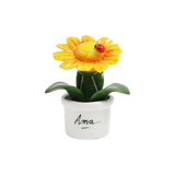 Piantina Margherita Bomboniera