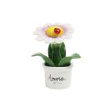 Piantina Margherita Bomboniera