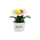 Piantina Margherita Bomboniera