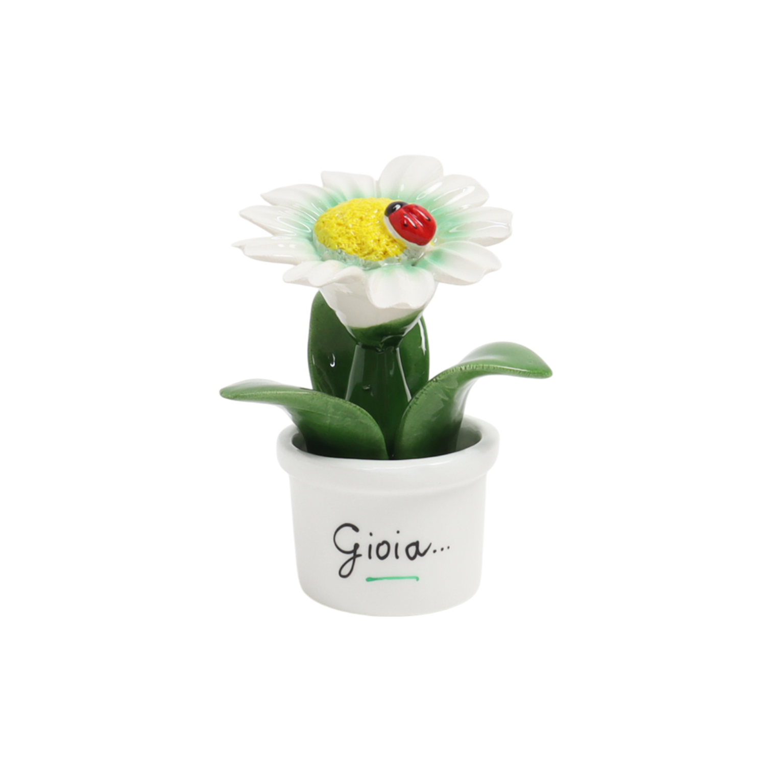 Piantina Margherita Bomboniera