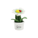 Piantina Margherita Bomboniera