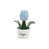 Piantina Tulipano Bomboniera