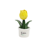 Piantina Tulipano Bomboniera