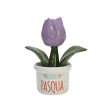 Piantina Tulipano Buona Pasqua