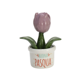 Piantina Tulipano Buona Pasqua