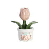 Piantina Tulipano Buona Pasqua