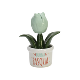 Piantina Tulipano Buona Pasqua